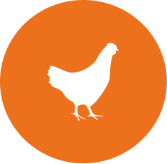 dynamic-content-widget-3987b60-0f63fc5 2 aviar 2