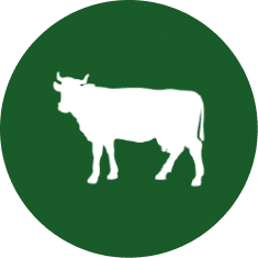 dynamic-content-widget-3987b60-0f63fc5 4 rumiante